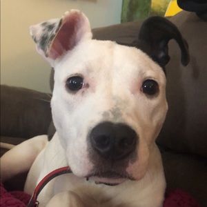 Meet your Posher, Shelby